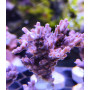 ACROPORA INDO ULTRA