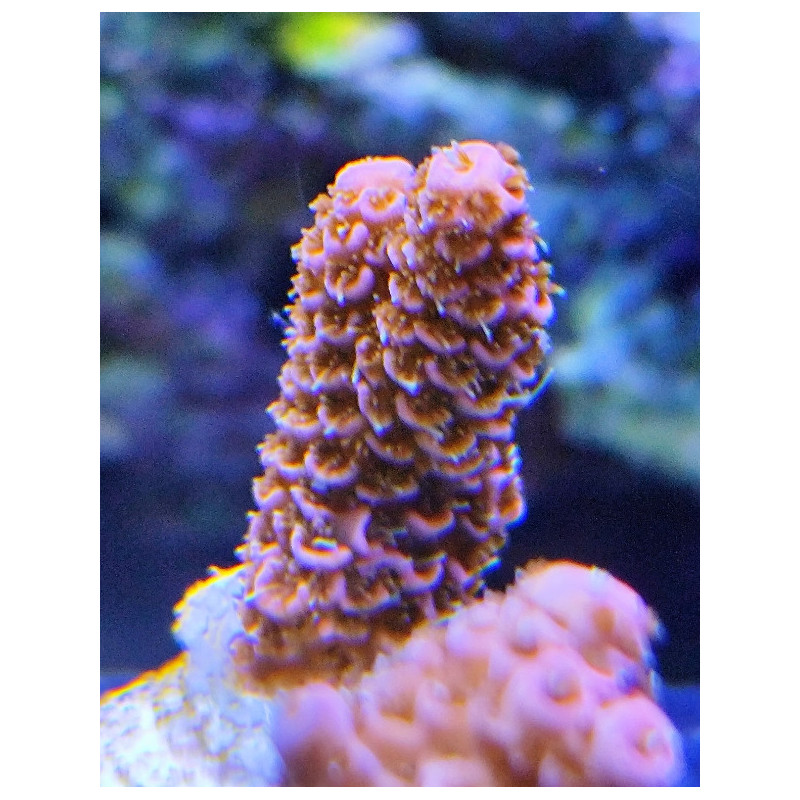 ACROPORA MILLEPORA PINK