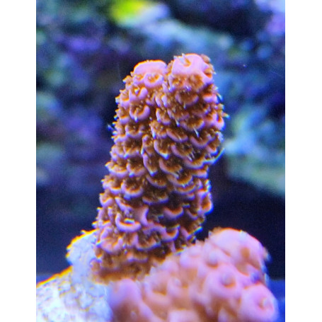 ACROPORA MILLEPORA PINK