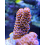 ACROPORA MILLEPORA PINK