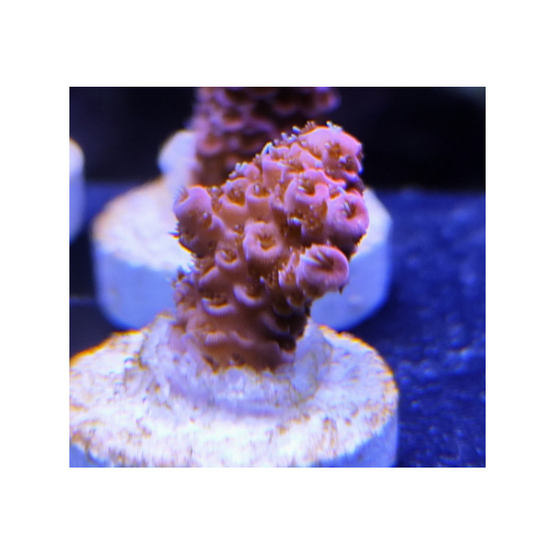 ACROPORA MILLEPORA PINK