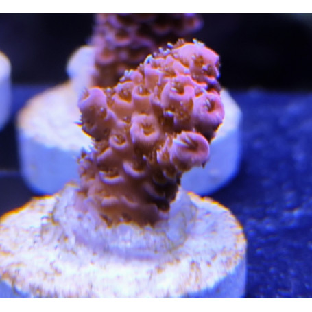 ACROPORA MILLEPORA PINK