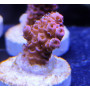 ACROPORA MILLEPORA PINK