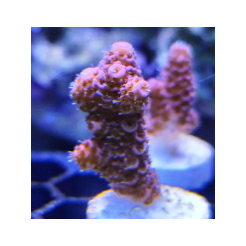 ACROPORA MILLEPORA PINK