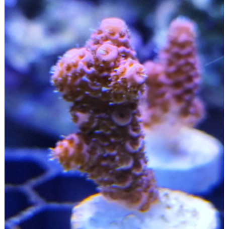 ACROPORA MILLEPORA PINK