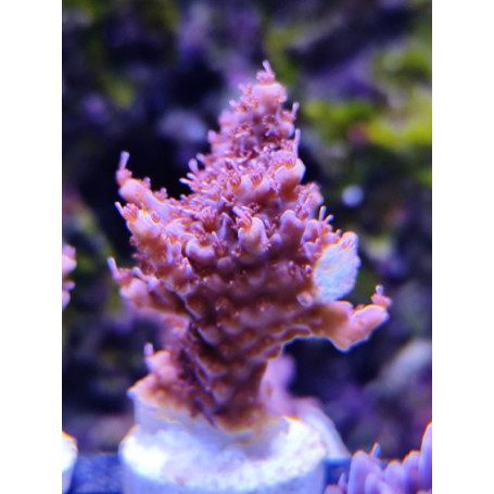ACROPORA ULTRA INDO