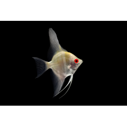 SCALAR DANTUM RED EYE CREAM 2.5-3 CM