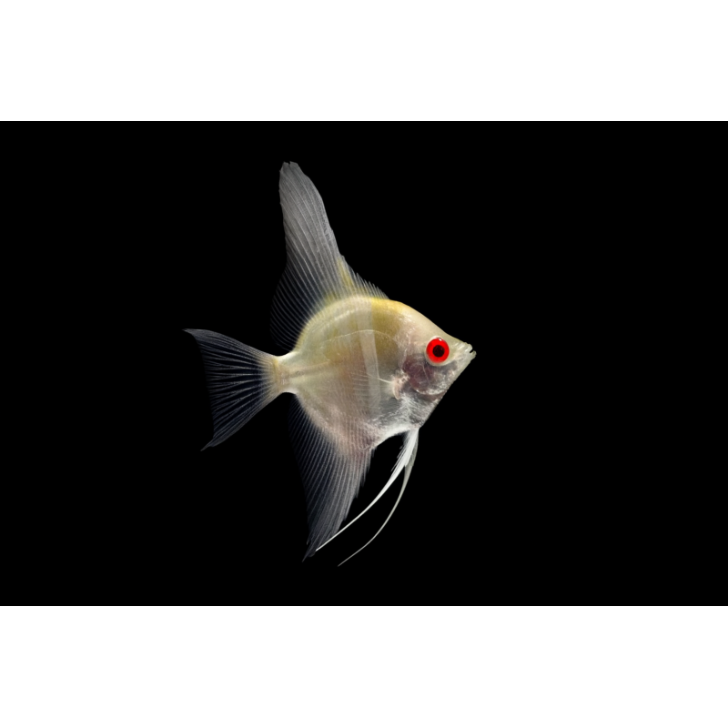 SCALAR DANTUM CREMA OJO ROJO 2,5-3 CM