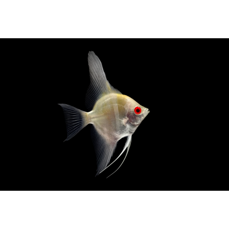 SCALAR DANTUM CREMA OJO ROJO 2,5-3 CM