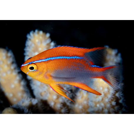 Neoglyphidodon crossi