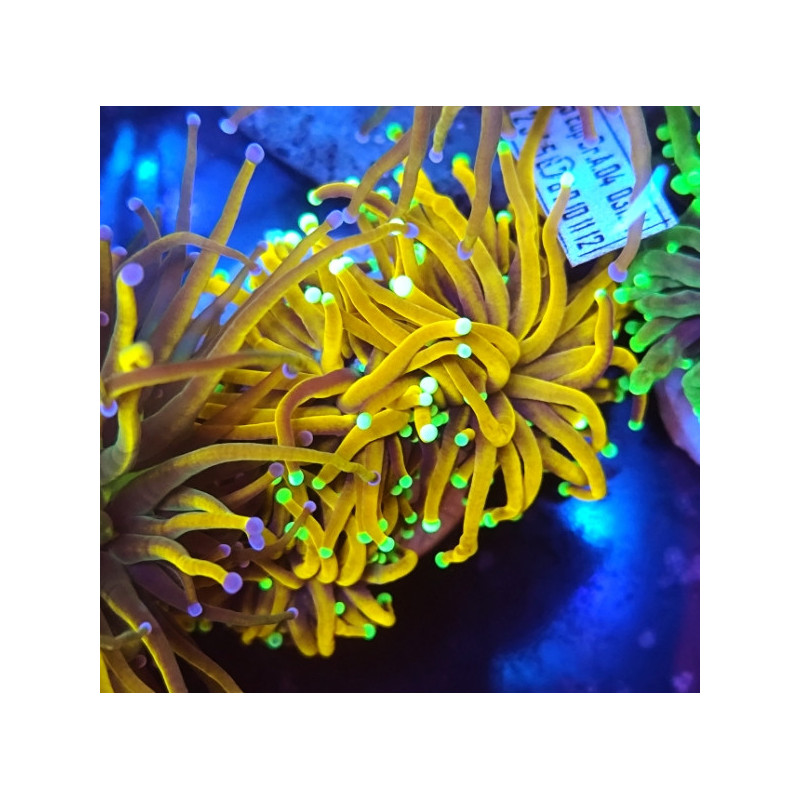 EUPHILLIA SUN OF GOD TORCH (3 HEADS)