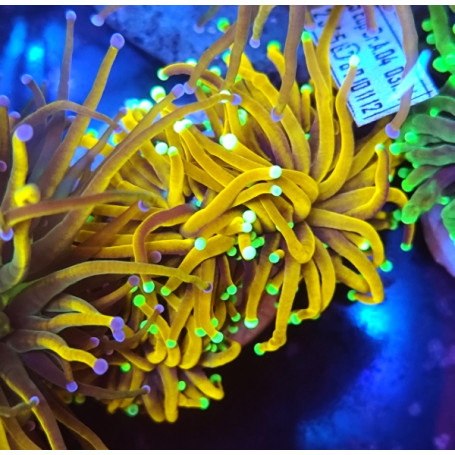 EUPHILLIA SUN OF GOD TORCH (3 CABEZAS)