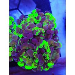 EUPHILLIA BLOTCHY TOXIC (3 HEADS)