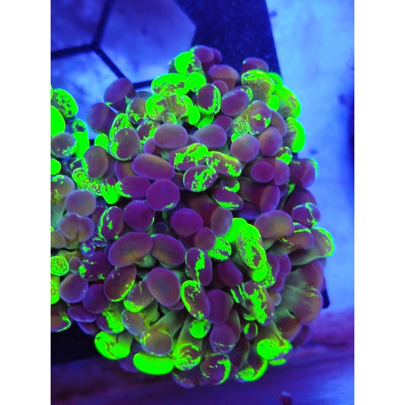 EUPHILLIA BLOTCHY TOXIC (3 CABEZAS)