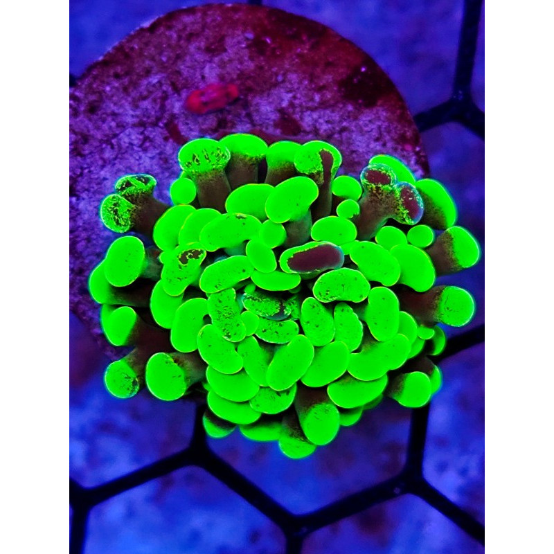 EUPHILLIA PARANCORA TOXIC