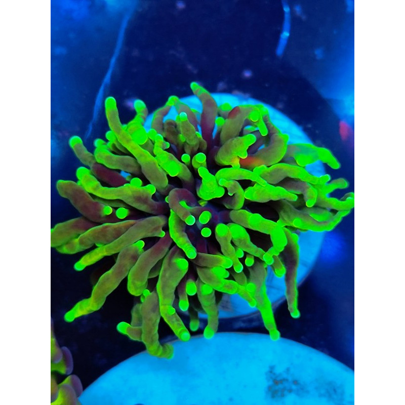 EUPHILLIA GRABESCEN GREEN (3 HEADS)