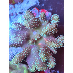 LOBOPHYTON WHITE POLYP