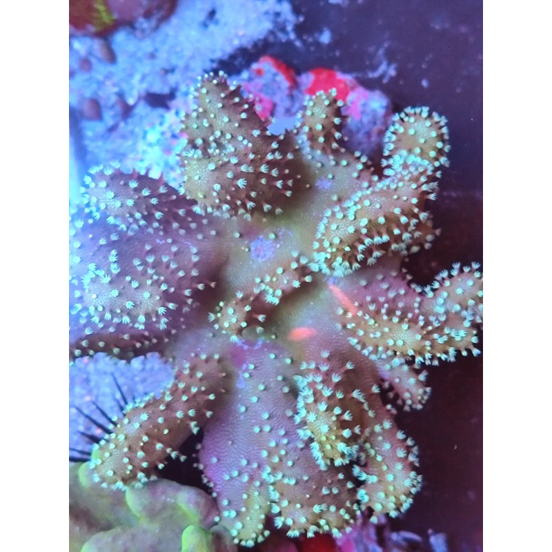 LOBOPHYTON PÓLIPO BLANCO