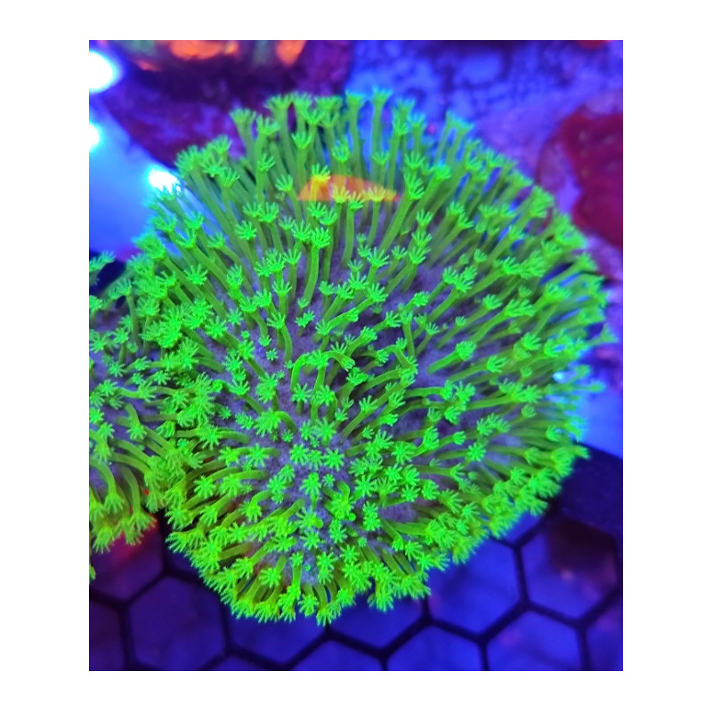 SACROPHYTON POLIPO LARGO