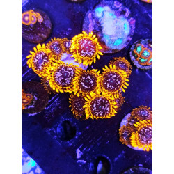 ZOANTHUS UTER CHAOS (4-5 polyps)