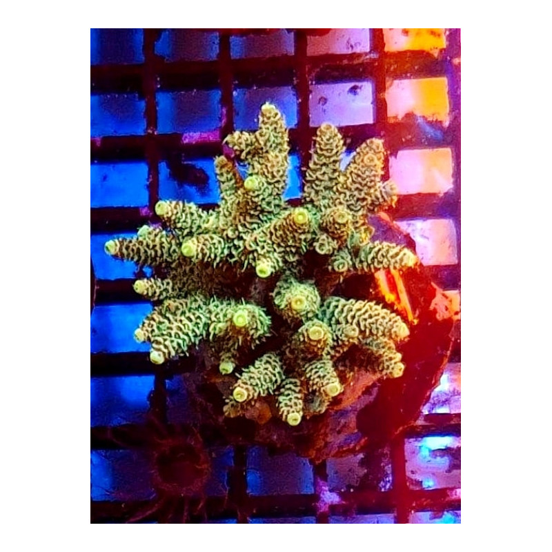 ACROPORA MILLEPORA