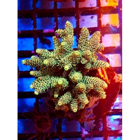 ACROPORA MILLEPORA