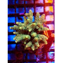 ACROPORA MILLEPORA