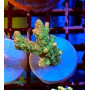 FRAG ACROPORA