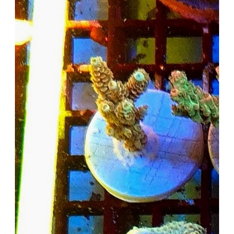FRAG ACROPORA
