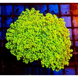 EUPHILLIA PARADIVISA YELLOW (3 LARGE HEADS)