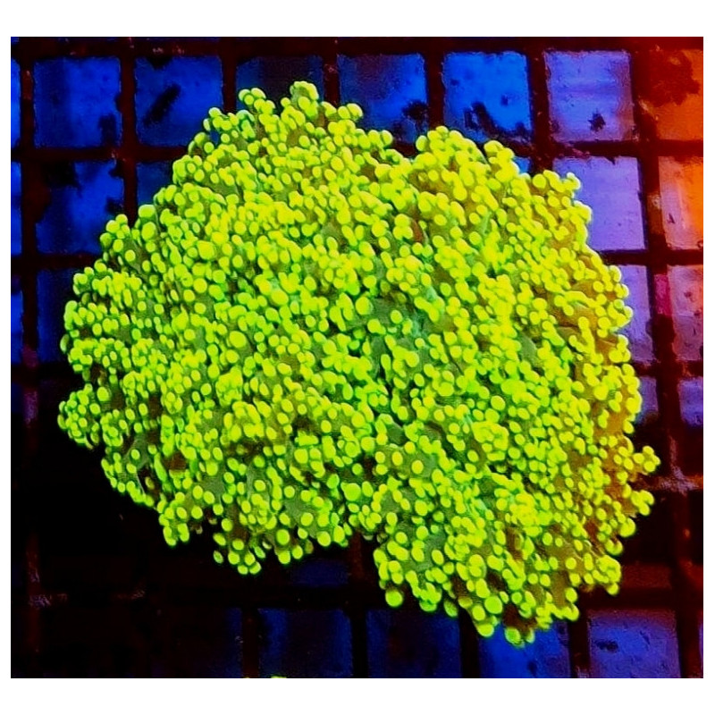 EUPHILLIA PARADIVISA YELLOW ( 3 CABEZAS GRANDES)