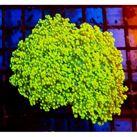 EUPHILLIA PARADIVISA YELLOW ( 3 CABEZAS GRANDES)