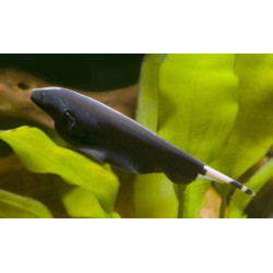 KNIFE FISH APTERONOTUS ALBIFRONS
