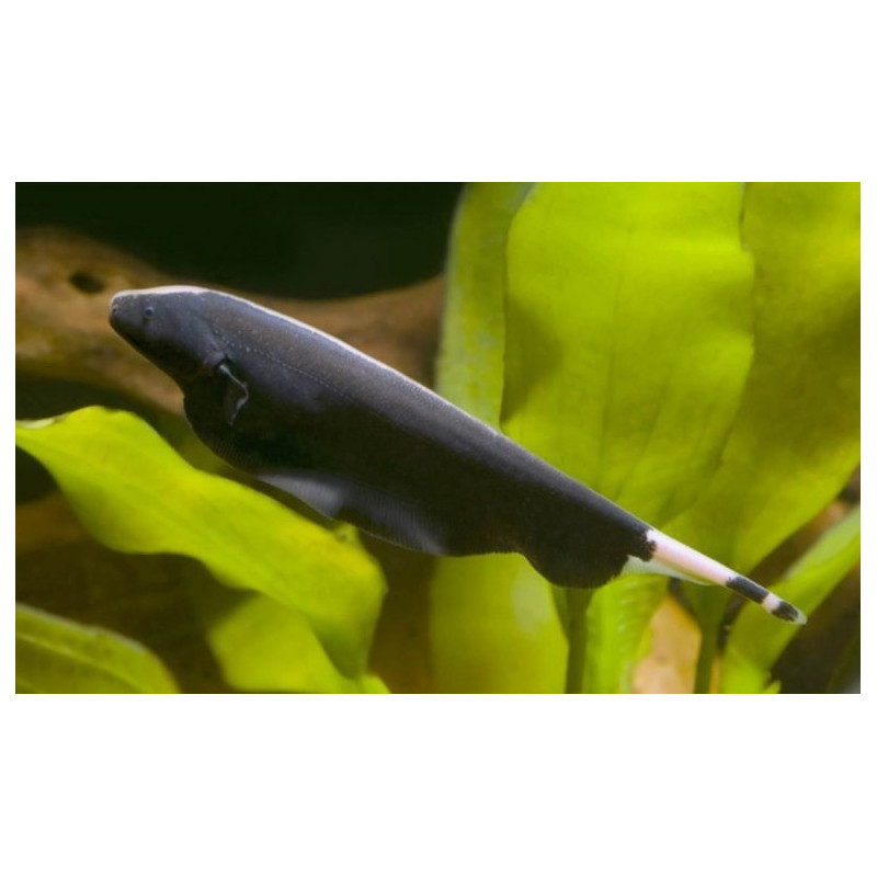 PEZ CUCHILLO APTERONOTUS ALBIFRONS