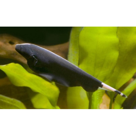 PEZ CUCHILLO APTERONOTUS ALBIFRONS