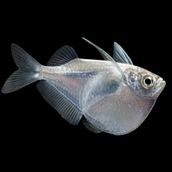THORACOCHARAX HATCHETFISH