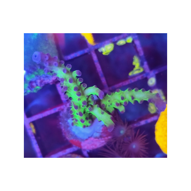 ACROPORA MIYAGi TORT