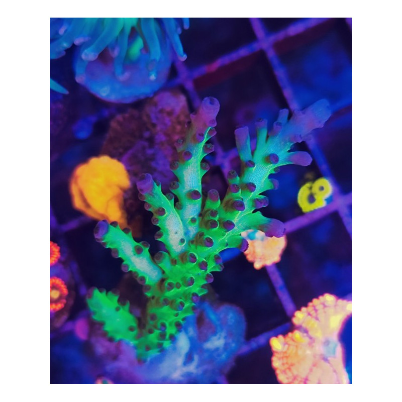 ACROPORA MIYAGI TORT