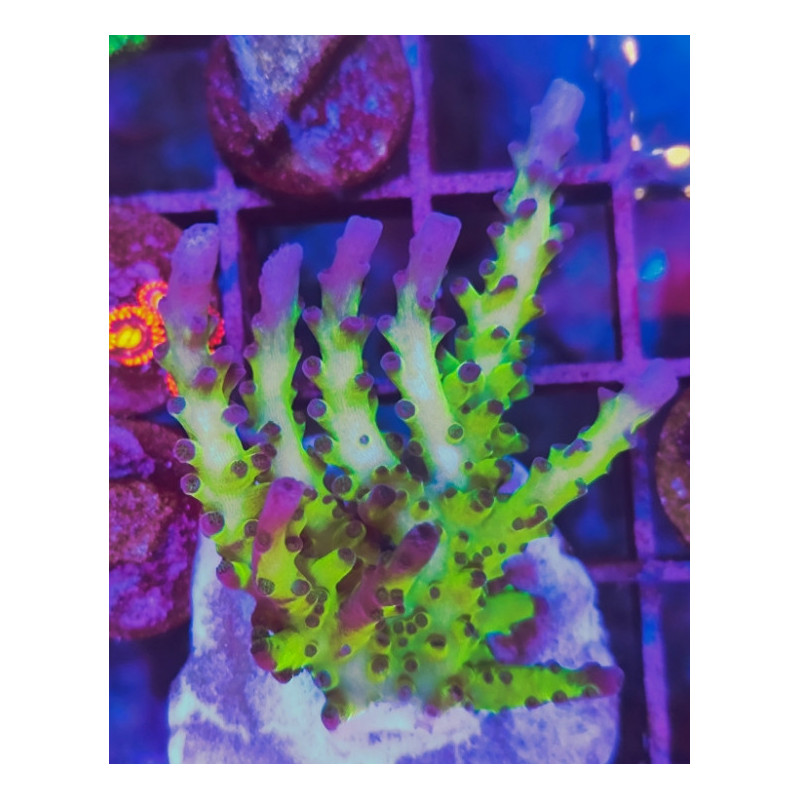 ACROPORA MIYAGI TORT