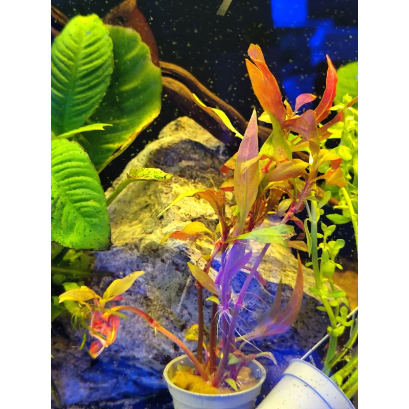 ALTERNANTHERA ROSEIFOLIA