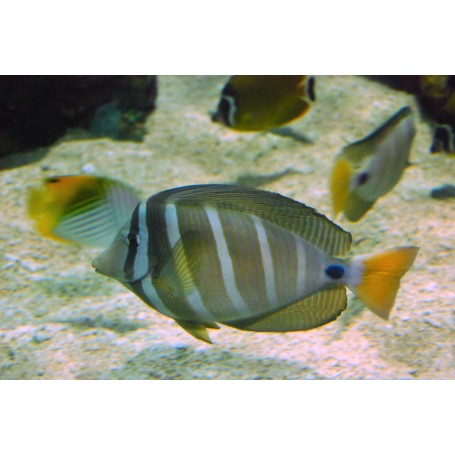 ZEBRASOMA VELIFERUM