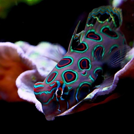 SYNCHIROPUS PICTURATUS