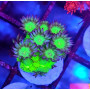 GONIOPORA GLITTER FLUOR
