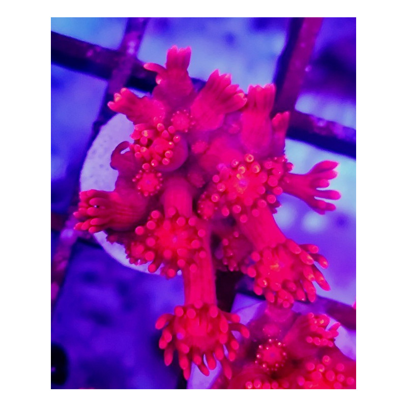 GONIOPORA ULTRA RED