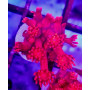 GONIOPORA ULTRA RED
