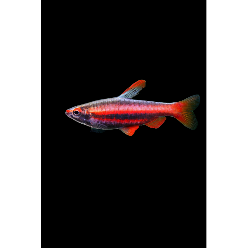 RED PENCIL FISH