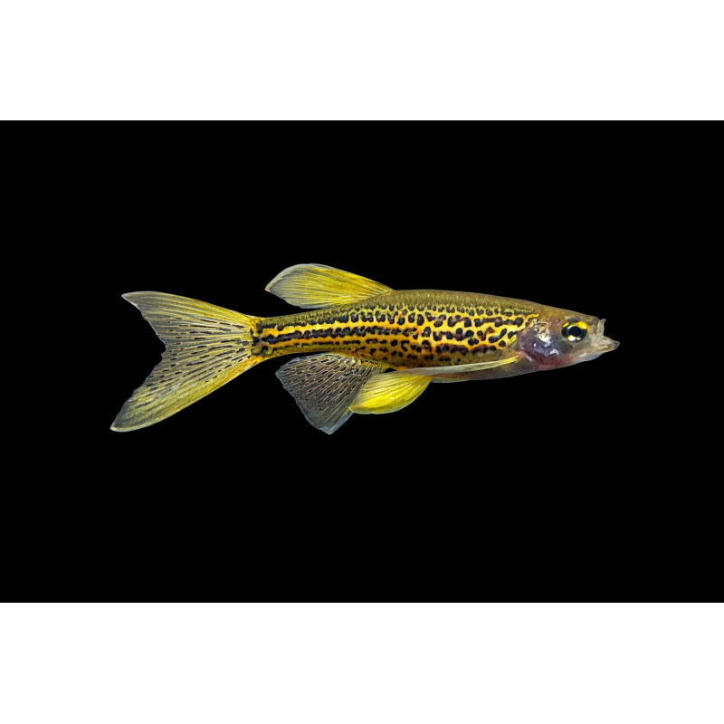 CEBRITA LEOPARDO VELO