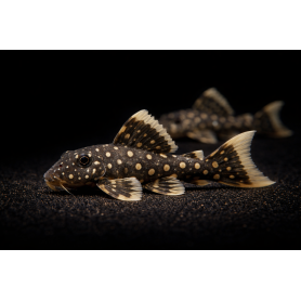 Hypancistrus Golden Nuggets