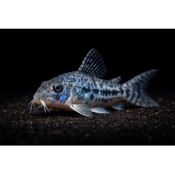 PEPPER CORYDORAS