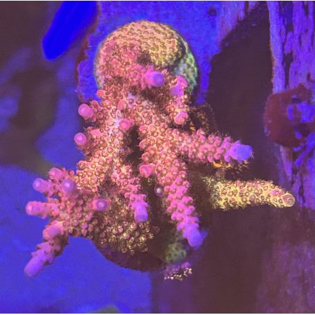 ACROPORA PC RAIMBOW CULTIVO